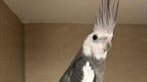 Tier der Woche aus Hilden: Nymphensittich Bruno sucht ein Zuhause