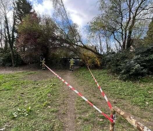 Feuerwehreinsatz in Rheinberg: Sturm fegt einen Baum in Budberg um