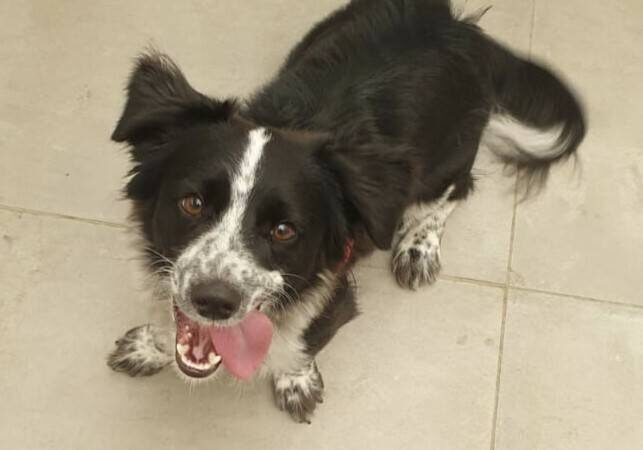 Tier der Woche in Krefeld: Terrier-Mix Seth – Eine Herausforderung auf vier Pfoten