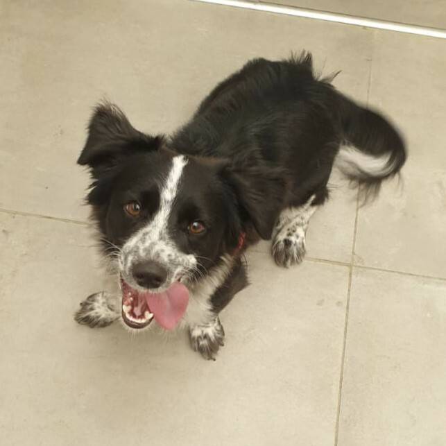 Tier der Woche in Krefeld: Terrier-Mix Seth – Eine Herausforderung auf vier Pfoten