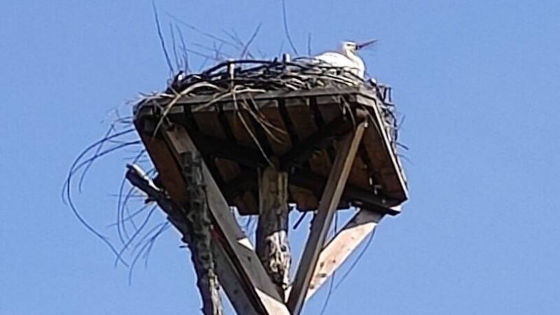 Erste Sichtung in Neuss: Der Weißstorch ist zurück im Kinderbauernhof