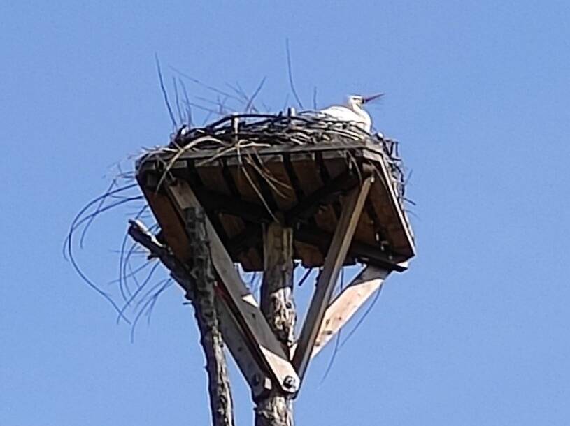 Erste Sichtung in Neuss: Der Weißstorch ist zurück im Kinderbauernhof