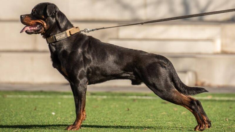 Polizeieinsatz in Mönchengladbach: Rottweiler Muffin stellt flüchtiges Pärchen nach Unfall