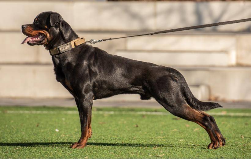 Polizeieinsatz in Mönchengladbach: Rottweiler Muffin stellt flüchtiges Pärchen nach Unfall