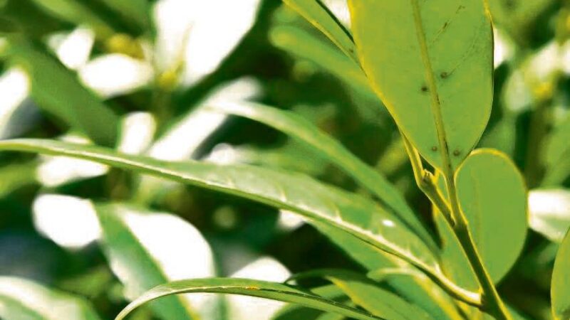 Naturschutz in Wermelskirchen: BUND kämpft ehrenamtlich gegen invasiven Kirschlorbeer