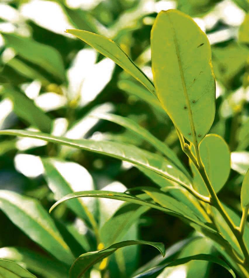 Naturschutz in Wermelskirchen: BUND kämpft ehrenamtlich gegen invasiven Kirschlorbeer