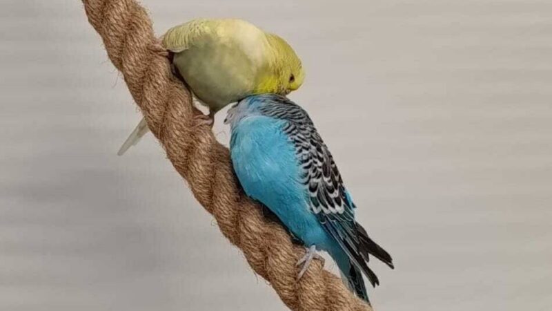 Tiere der Woche aus Hilden: Wellensittich-Pärchen sucht neues Zuhause