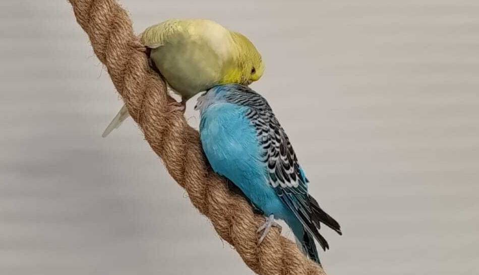 Tiere der Woche aus Hilden: Wellensittich-Pärchen sucht neues Zuhause