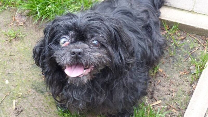 Kolumne Das Tier der Woche: Shih Tzu-Rüde „Keks“ sucht ein Zuhause