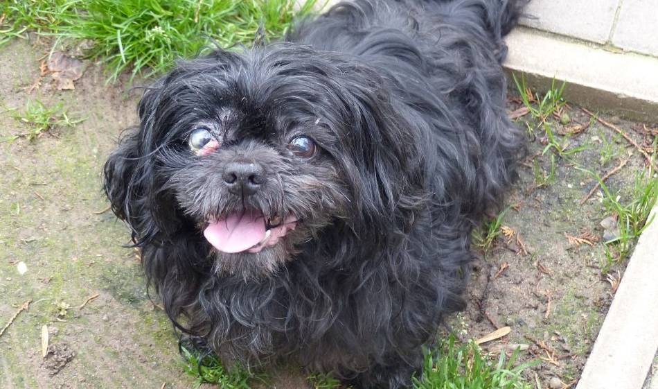 Kolumne Das Tier der Woche: Shih Tzu-Rüde „Keks“ sucht ein Zuhause