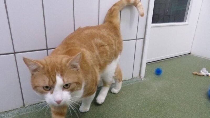 Kolumne Das Tier der Woche: Der cremefarbene Samson ist sehr verschmust