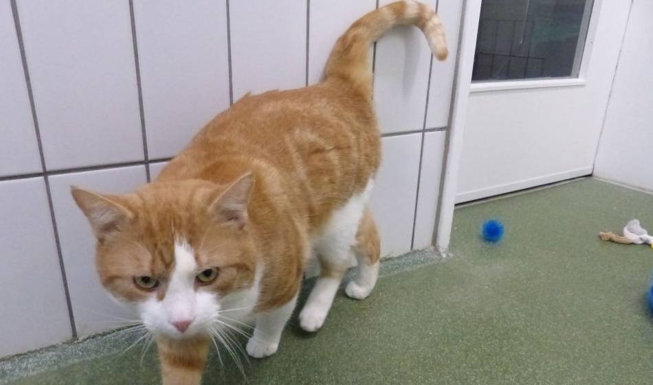 Kolumne Das Tier der Woche: Der cremefarbene Samson ist sehr verschmust