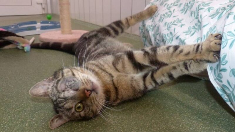 Tier der Woche in Nettetal: Ein einäugiger Schmusekater