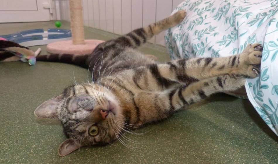 Tier der Woche in Nettetal: Ein einäugiger Schmusekater