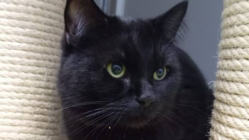 Tier der Woche: Black Pearl ist noch sehr schüchtern und zurückhaltend