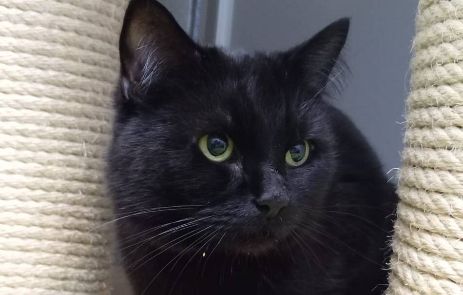 Tier der Woche: Black Pearl ist noch sehr schüchtern und zurückhaltend