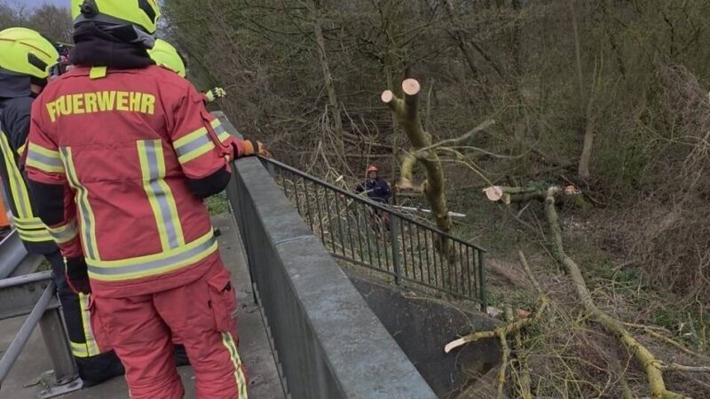 Feuerwehr war im Einsatz: Baum stürzt in Weeze auf Bundesstraße