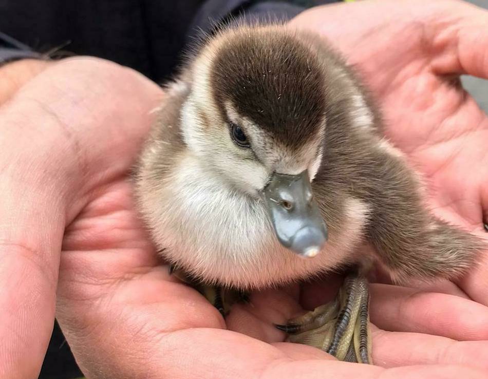 Tipps von Tierschützern aus Solingen: Sie helfen Eichhörnchen, Vögeln und anderen Kleintieren in Not