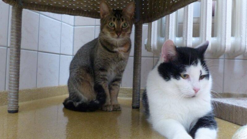 Tier der Woche in Nettetal: Im Tierheim kennen- und liebengelernt