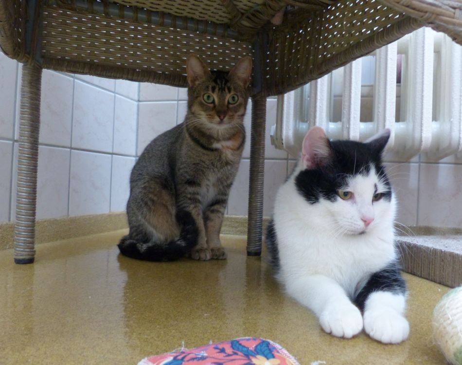 Tier der Woche in Nettetal: Im Tierheim kennen- und liebengelernt