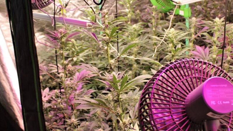 Polizeifund in Neuss: 200 Cannabispflanzen in Privatwohnung sichergestellt