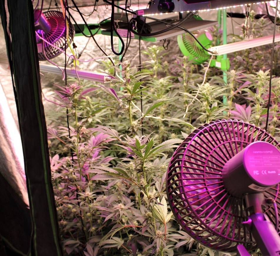 Polizeifund in Neuss: 200 Cannabispflanzen in Privatwohnung sichergestellt