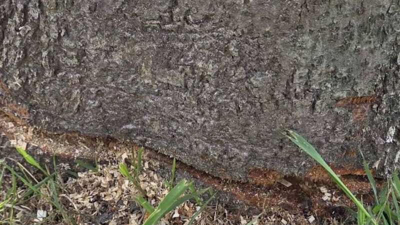 Stadt Willich erstattet Anzeige: Mehrere Linden an der Schiefbahner Straße angesägt