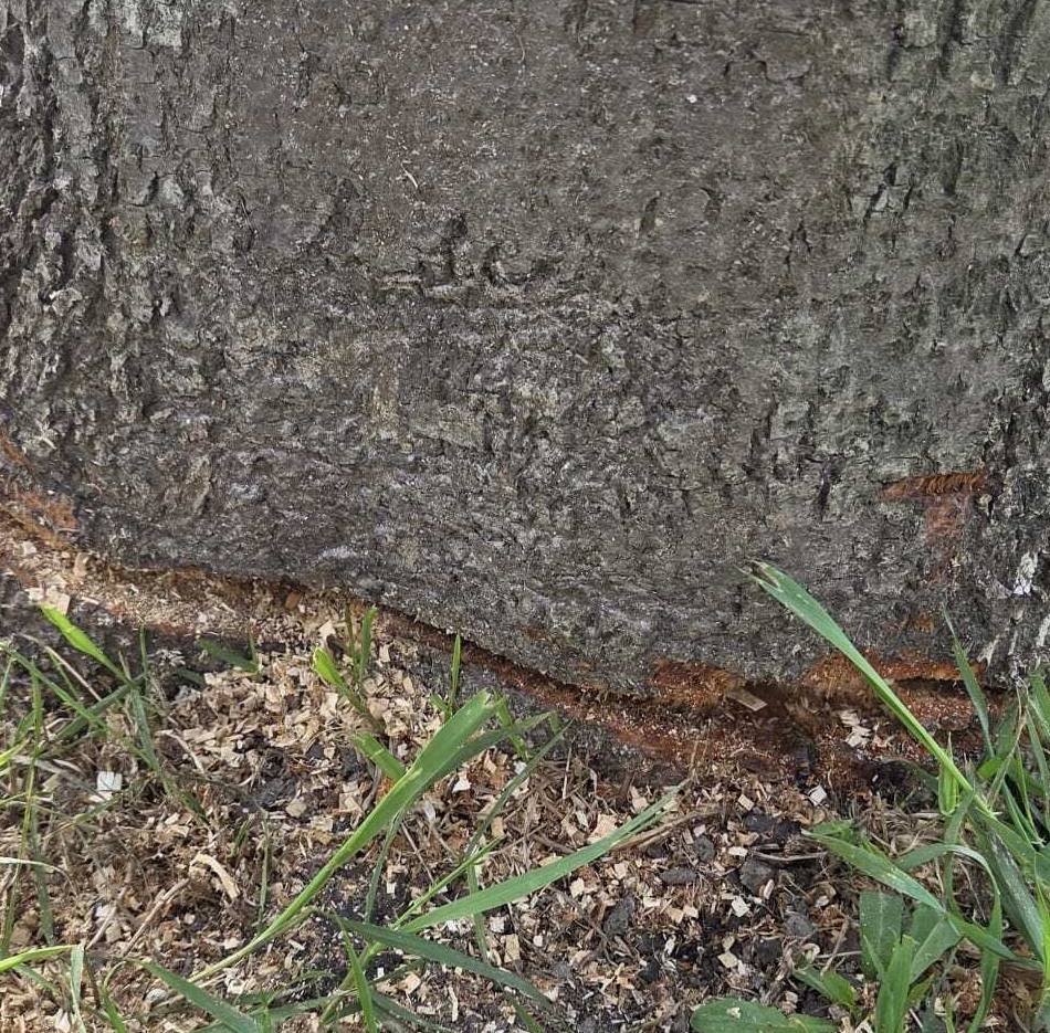 Stadt Willich erstattet Anzeige: Mehrere Linden an der Schiefbahner Straße angesägt