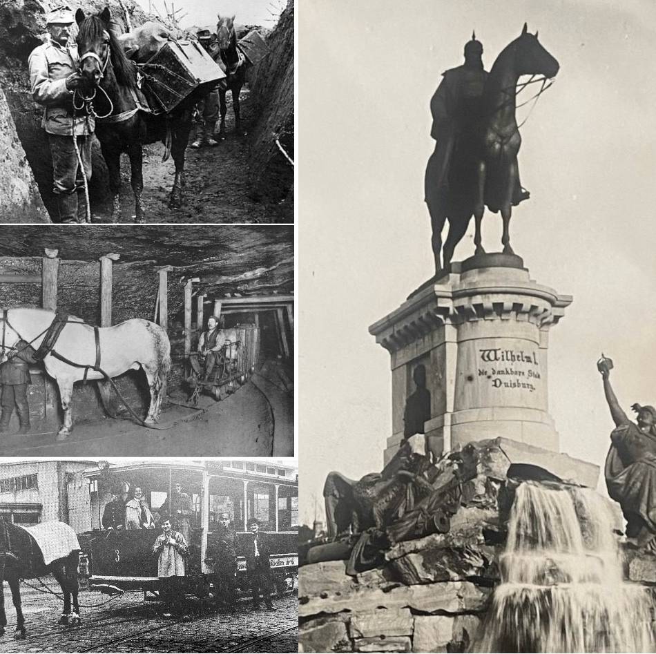 Pferde – Ausbeutung und Statussymbol: Oben im Sattel, unten im Joch