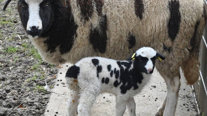 Tierbabys, Öffnungszeiten, neue Toiletten: So startet der Tiergarten Kleve in die Sommersaison