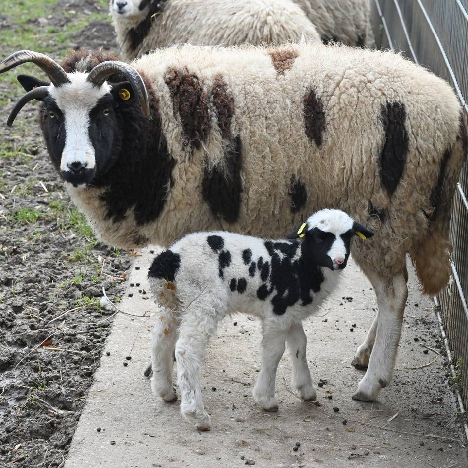 Tierbabys, Öffnungszeiten, neue Toiletten: So startet der Tiergarten Kleve in die Sommersaison