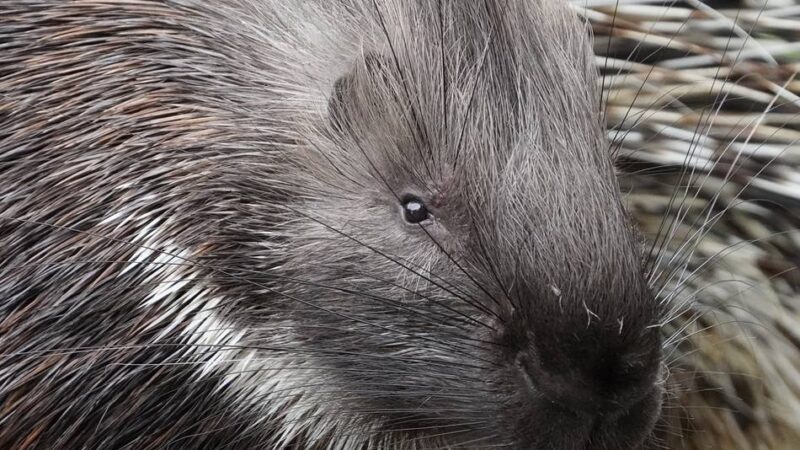 Studie mit Tiergarten Kleve: Stachelschweine leben in Zoos immer länger