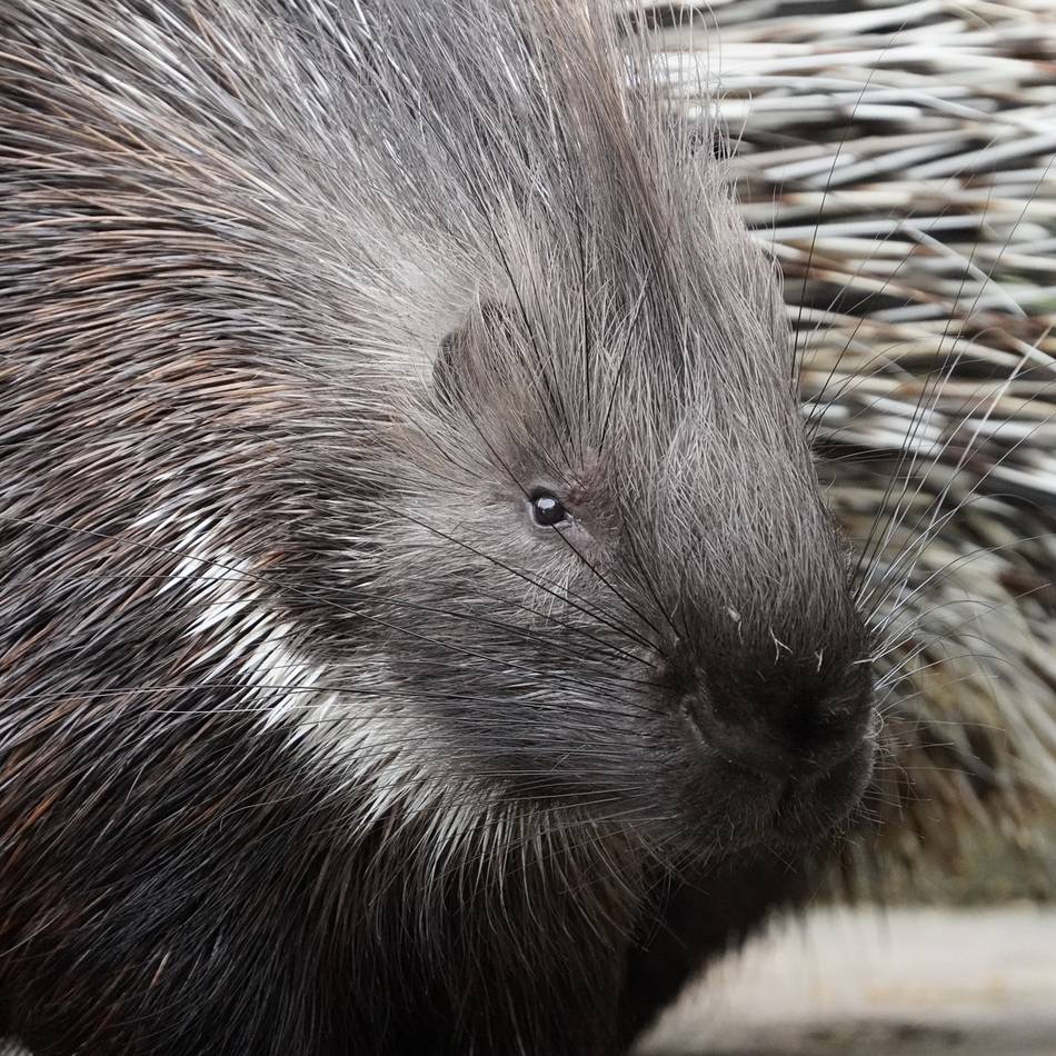 Studie mit Tiergarten Kleve: Stachelschweine leben in Zoos immer länger