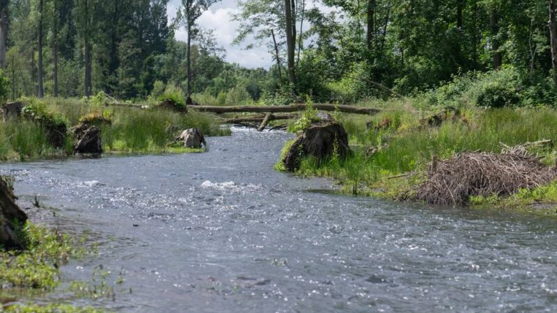 Weltwassertag in Mönchengladbach: Mehr lernen über den Bresgespark