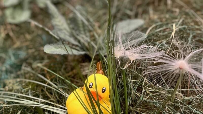 Oster-Aktionen in Brüggen: Auf der Suche nach Enten und Eiern