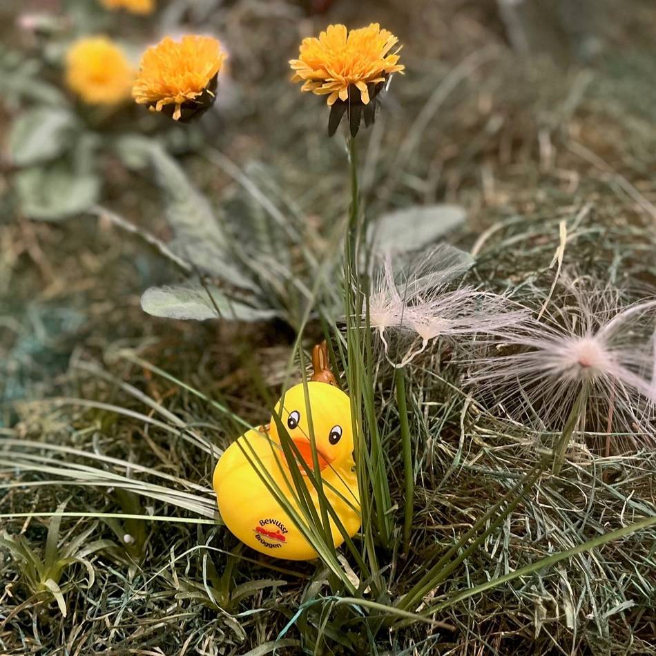 Oster-Aktionen in Brüggen: Auf der Suche nach Enten und Eiern