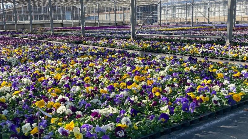In Düsseldorf: Stadt bringt 260.000 Frühjahrsblumen in die Erde