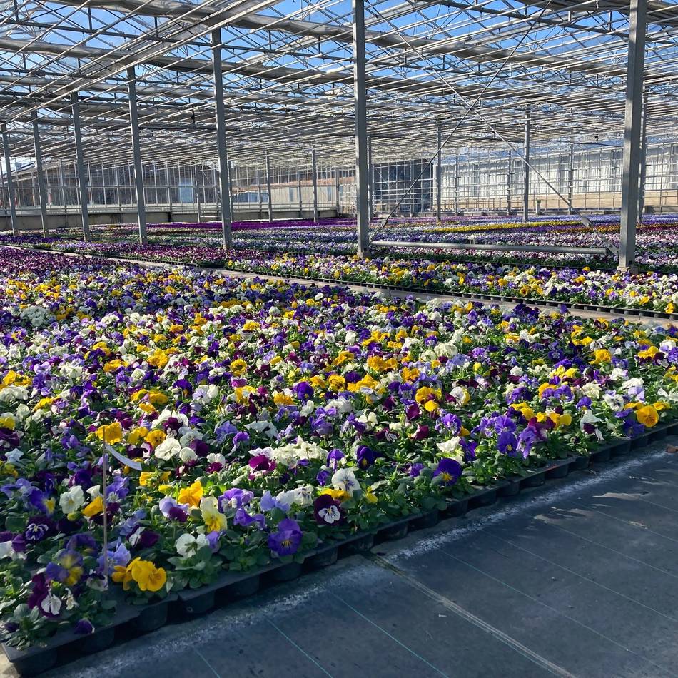 In Düsseldorf: Stadt bringt 260.000 Frühjahrsblumen in die Erde