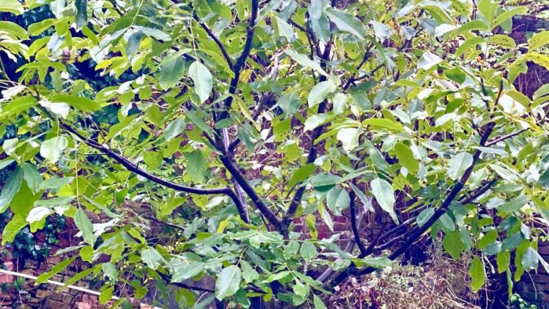 Aktion „Mehr Bäume Jetzt“ im Kreis Viersen: 3700 junge Bäume und Sträucher kostenlos an Bürger verteilt