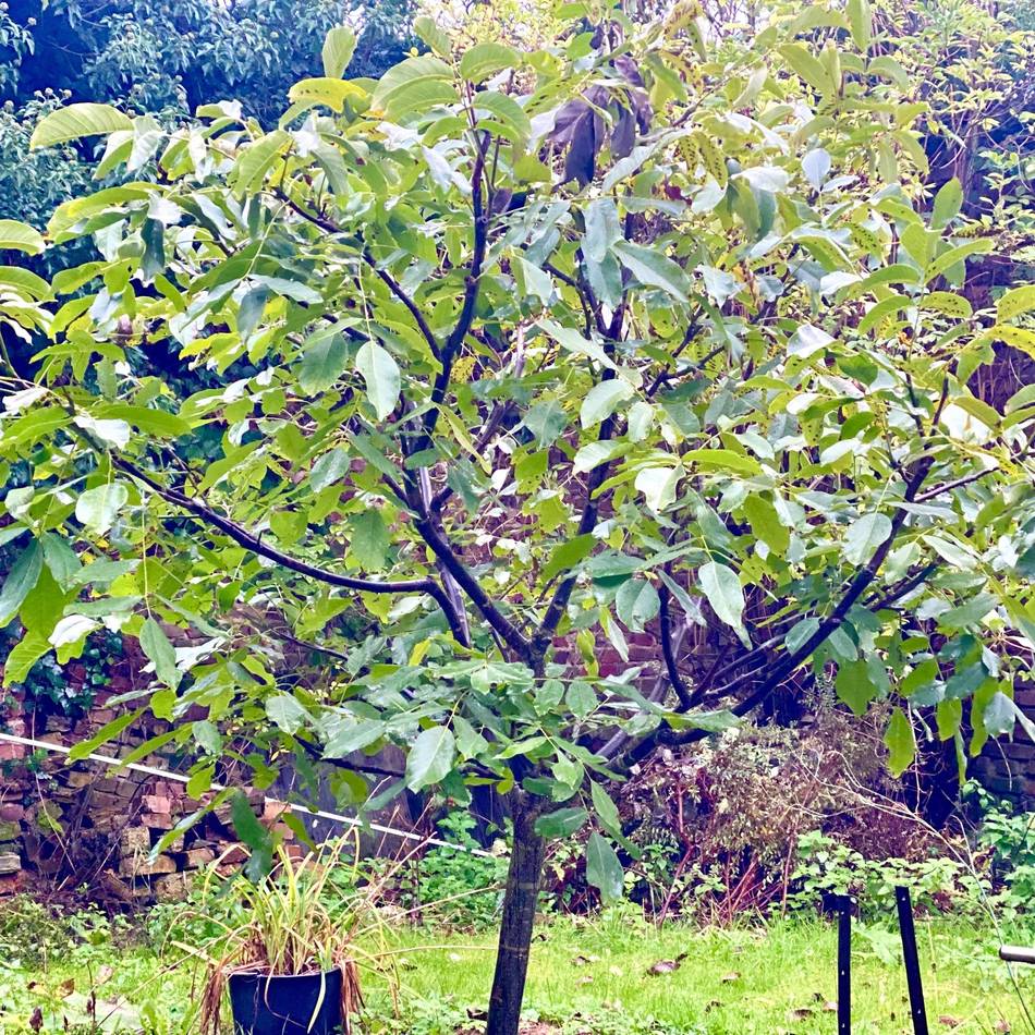 Aktion „Mehr Bäume Jetzt“ im Kreis Viersen: 3700 junge Bäume und Sträucher kostenlos an Bürger verteilt