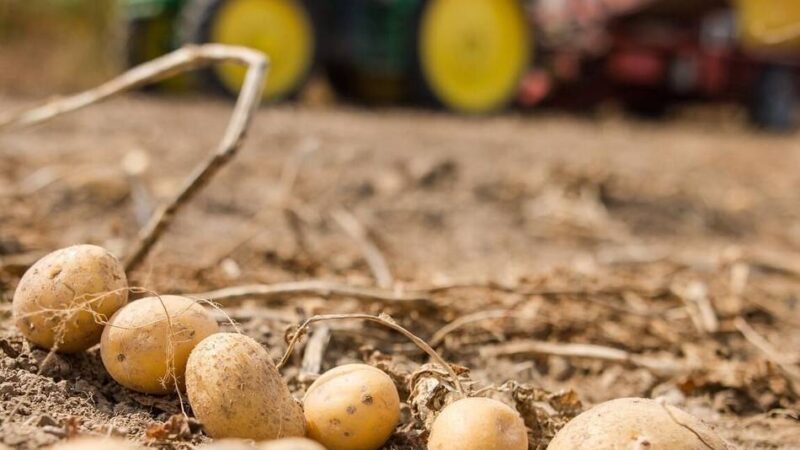Rheinische Erzeugergemeinschaft Kartoffeln: Gute Ernte, aber schwierige Märkte