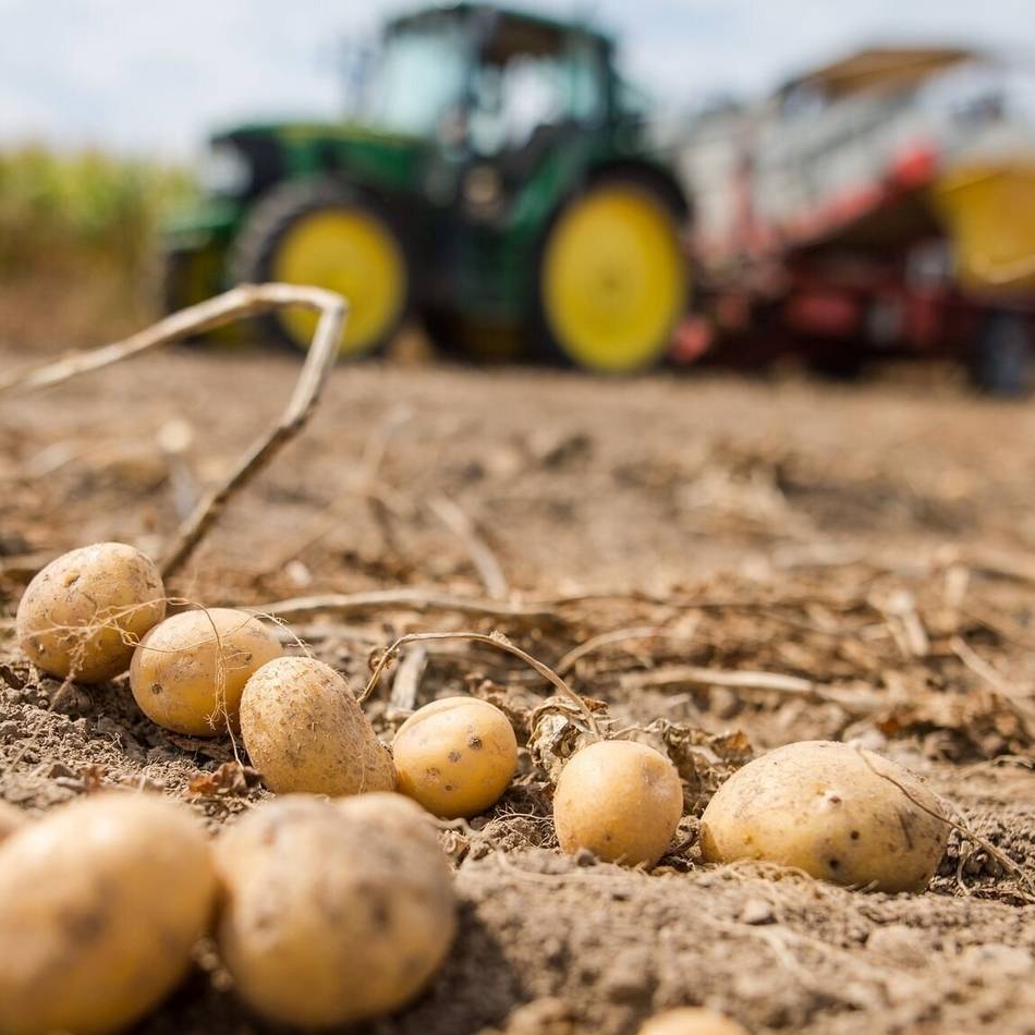 Rheinische Erzeugergemeinschaft Kartoffeln: Gute Ernte, aber schwierige Märkte