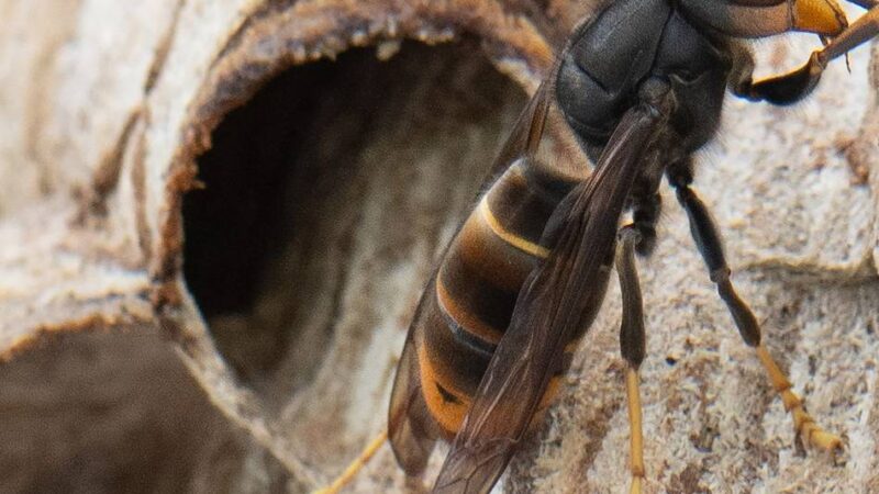 Umweltwoche in Radevormwald: Wenn neue Arten zu schweren Schäden führen