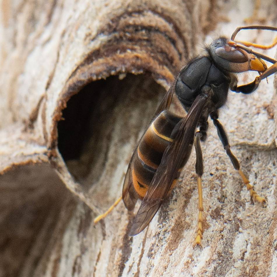 Umweltwoche in Radevormwald: Wenn neue Arten zu schweren Schäden führen