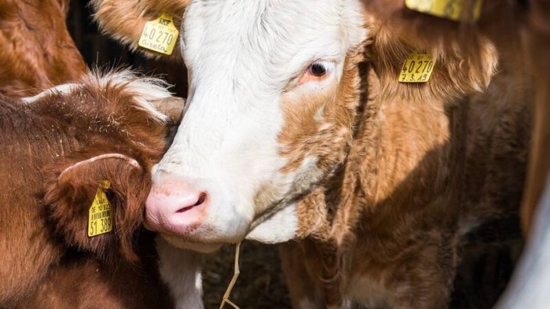 Rindervirus im Kreis Kleve: Tierschützer sprechen von „Massenmord“ und fordern Ausstieg aus der Tierwirtschaft