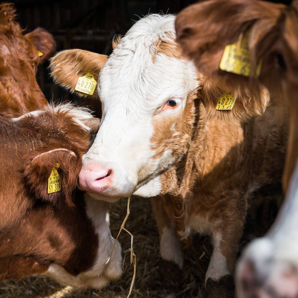 Rindervirus im Kreis Kleve: Tierschützer sprechen von „Massenmord“ und fordern Ausstieg aus der Tierwirtschaft
