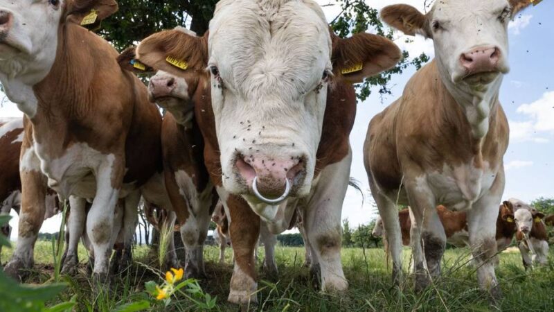 Tierseuche im Kreis Kleve: Erneuter Rindervirus-Befund bei Hof im Kreis Kleve