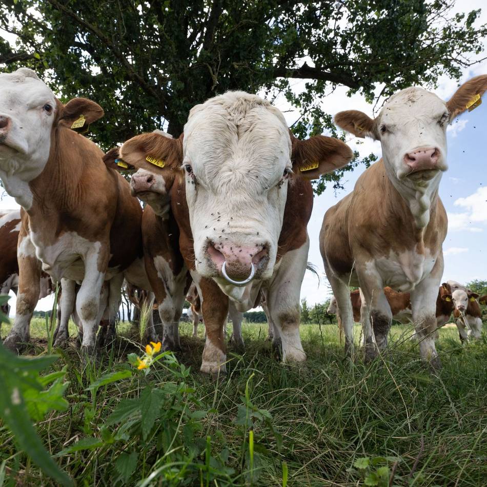 Tierseuche im Kreis Kleve: Erneuter Rindervirus-Befund bei Hof im Kreis Kleve