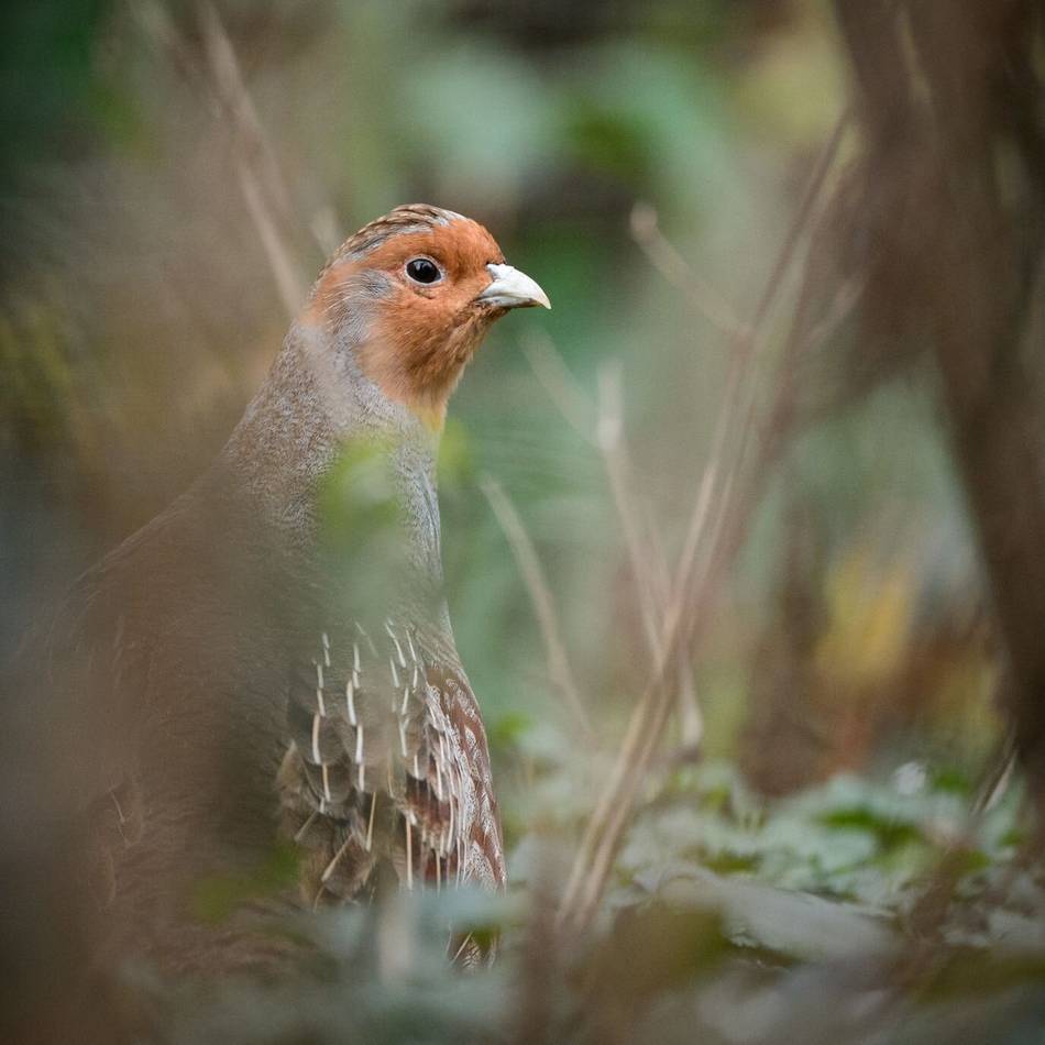 Mitgliederversammlung in Kalkar: Nabu beschäftigt sich mit dem „Vogel des Jahres“