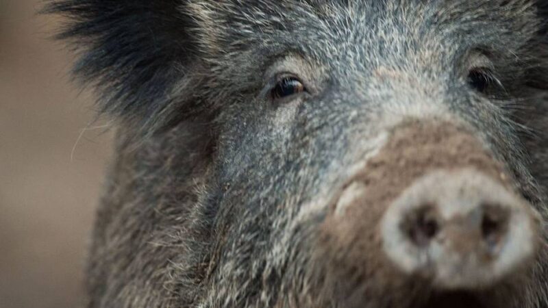 Unfall in Velbert: Wildschweine verursachen Unfall mit Verletzten